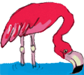 Animated Flamingo